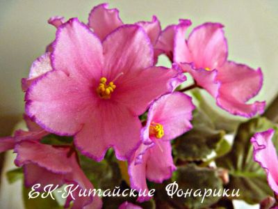 Лот: 5207983. Фото: 1. Фиалка сортовая ЕК-Китайские Фонарики... Горшечные растения и комнатные цветы