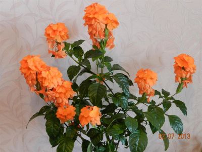 Лот: 3325715. Фото: 1. Кроссандра. Горшечные растения и комнатные цветы