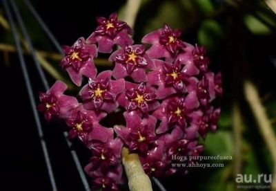 Лот: 13558209. Фото: 1. Хойя. Hoya purpureofusca. Горшечные растения и комнатные цветы