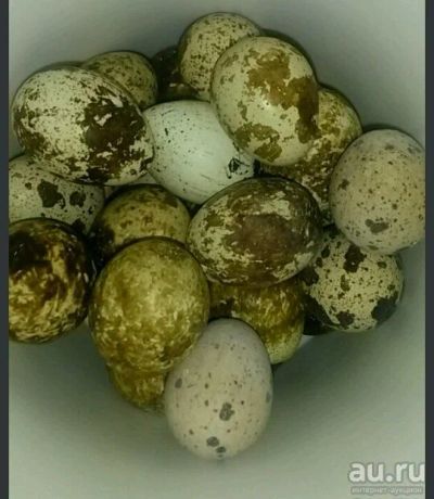 Лот: 13504753. Фото: 1. Домашние перепелиные яички. Мясо, птица, яйцо