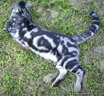 Лот: 3964503. Фото: 1. Бенгальский котенок. Кошки, котята