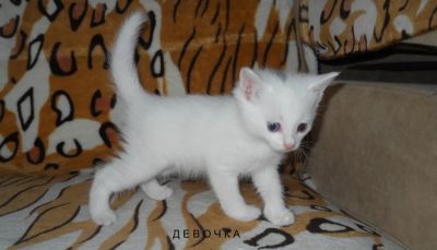Лот: 6452737. Фото: 1. Кошечка Персидской ангоры. Кошки, котята