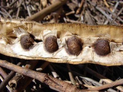 Лот: 2749504. Фото: 1. Моринга (Olifera) . Акуна матата... Горшечные растения и комнатные цветы