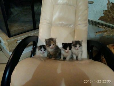 Лот: 11404058. Фото: 1. Отдам котят 1,5 мес. Кошки, котята