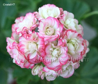 Лот: 4088104. Фото: 1. Пеларгония Apple Blossom Rosebud. Горшечные растения и комнатные цветы