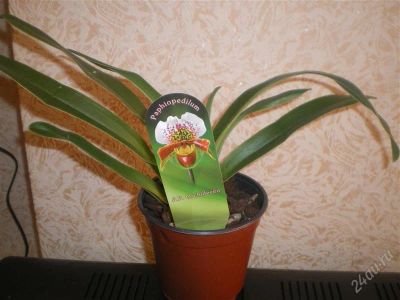 Лот: 942748. Фото: 1. Орхидея пафиопедилюм 1 - башмак. Горшечные растения и комнатные цветы