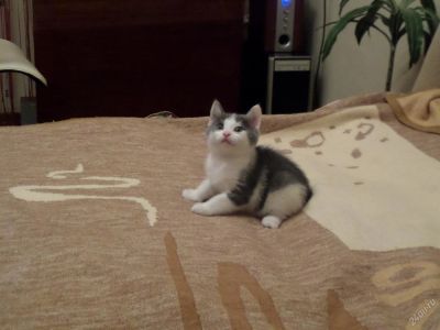 Лот: 3458359. Фото: 1. Котенок. Кошки, котята