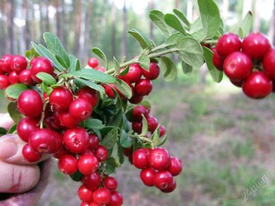 Лот: 1210686. Фото: 1. Брусника с севера, вкусная, долго... Ягоды, орехи