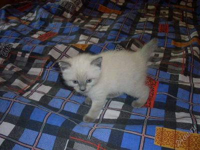 Лот: 995697. Фото: 1. Котята: мама-тайская, папа-курильский... Остальные животные