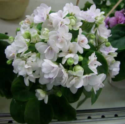 Лот: 4871743. Фото: 1. Сортовая ампельной фиалка РС-Зимний... Горшечные растения и комнатные цветы