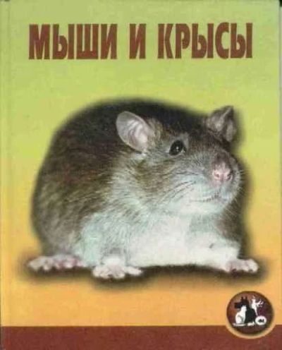 Лот: 3357116. Фото: 1. Мыши и крысы. Котенков. Другое (животные и уход)