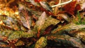 Лот: 11941303. Фото: 1. Криптокорина нури (Cryptocoryne... Водные растения