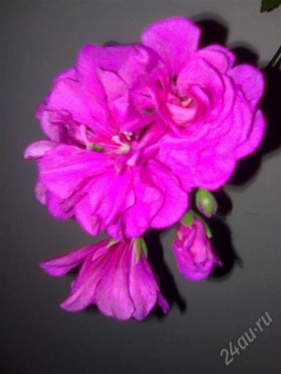 Лот: 791595. Фото: 1. Пеларгония плющелистная "Giroflee... Горшечные растения и комнатные цветы