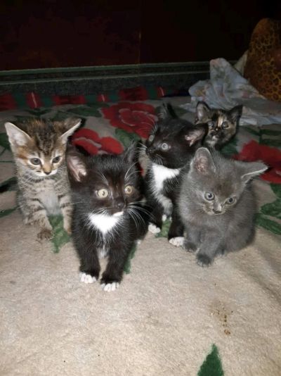 Лот: 12138532. Фото: 1. Котята в добрые руки. Кошки, котята