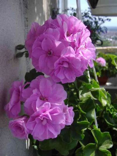 Лот: 5297761. Фото: 1. Плющелистная пеларгония "Pac lilac... Горшечные растения и комнатные цветы