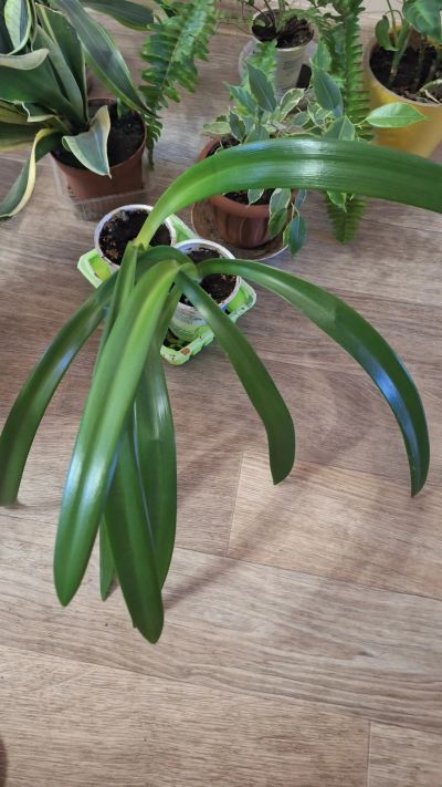 Лот: 13197669. Фото: 1. Красный Амариллис Гиппеаструм... Горшечные растения и комнатные цветы