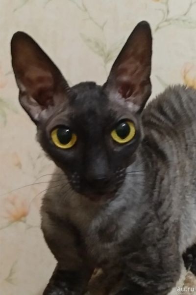 Лот: 18452773. Фото: 1. Корниш-рекс дымчато-черная кошка. Кошки, котята