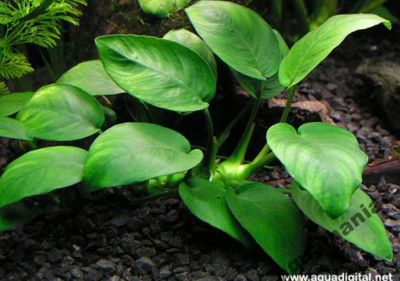 Лот: 11353594. Фото: 1. Анубиас Нана (Anubias nana). Водные растения