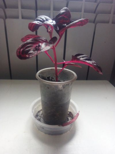 Лот: 15882664. Фото: 1. Ирезине. Горшечные растения и комнатные цветы