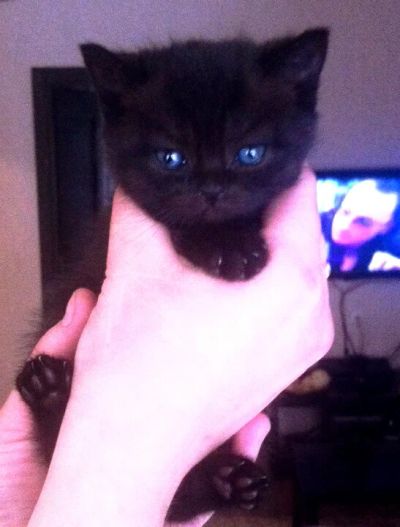 Лот: 7026706. Фото: 1. Готовится к продаже шотландская... Кошки, котята