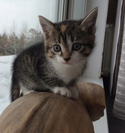 Лот: 8759029. Фото: 1. Кошечка. Кошки, котята