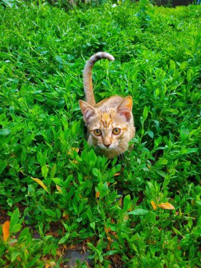 Лот: 14020711. Фото: 1. Рыжий котенок, девочка. Кошки, котята