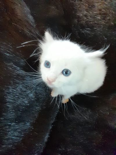 Лот: 20554942. Фото: 1. Котенок беленький. Кошки, котята
