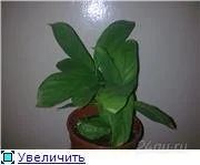 Лот: 100932. Фото: 1. ктенанте зеленая. Горшечные растения и комнатные цветы