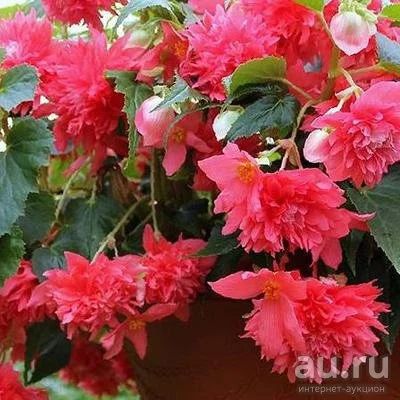 Лот: 17017100. Фото: 1. Бегония Belleconia rose. Горшечные растения и комнатные цветы