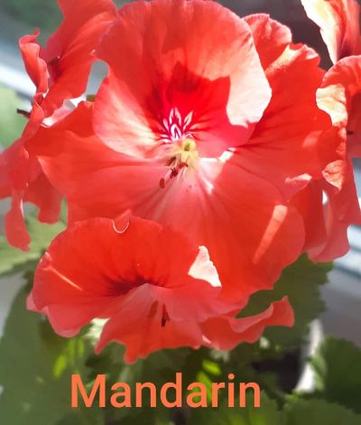 Лот: 18436645. Фото: 1. Пеларгония королевская Mandarin. Горшечные растения и комнатные цветы