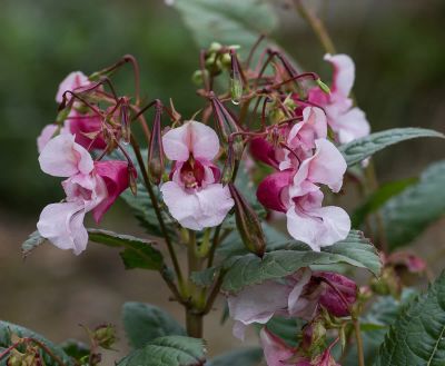Лот: 22375563. Фото: 1. ОРХИдея (2 саженца) НЕДОТрога... Садовые цветы
