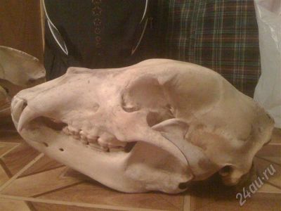 Лот: 632792. Фото: 1. череп медведя. Другое (домашний быт)