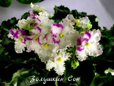 Лот: 8483307. Фото: 1. Продам лист сортовой фиалки Золушкин... Горшечные растения и комнатные цветы