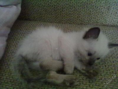 Лот: 1352726. Фото: 1. Котята. Кошки, котята