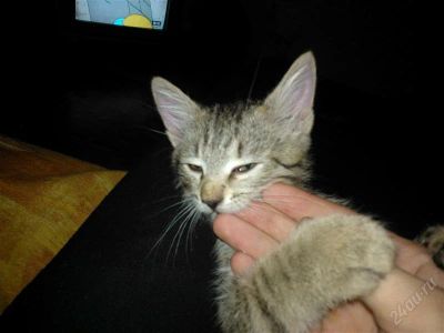 Лот: 2433862. Фото: 1. Котенок. Кошки, котята