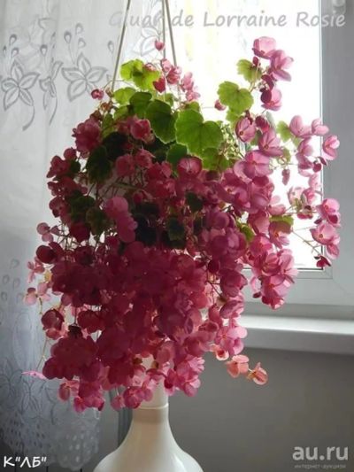 Лот: 14053021. Фото: 1. Бегония Глюар де Лоррен 2 шт... Горшечные растения и комнатные цветы