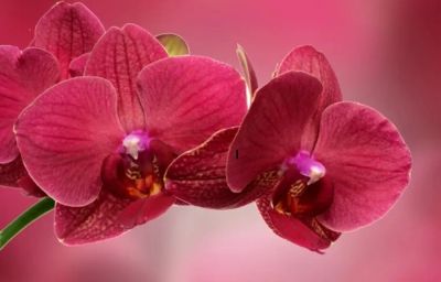 Лот: 19317815. Фото: 1. Орхидея фаленопсис цвет красно... Горшечные растения и комнатные цветы