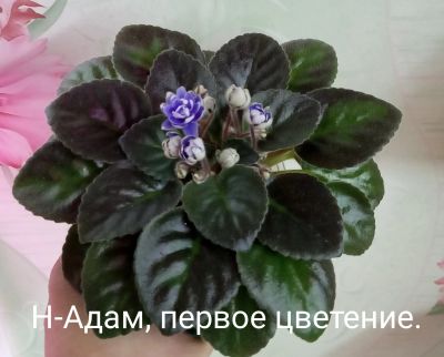 Лот: 14359772. Фото: 1. Фиалка Н-Адам. Горшечные растения и комнатные цветы