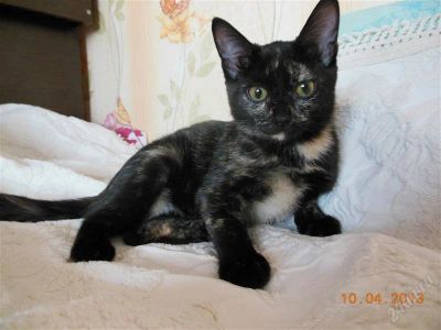 Лот: 2710380. Фото: 1. Кошечка-зажигалочка ищет хозяев. Кошки, котята