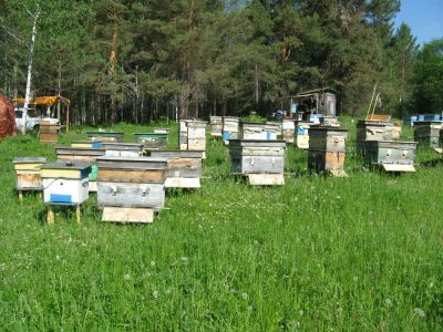 Лот: 11674632. Фото: 1. Ульи-лежаки с пчелами. Пчеловодство