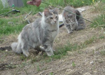 Лот: 2953306. Фото: 1. Элитная кошка МЕЙН КУН-от чемпионов... Кошки, котята
