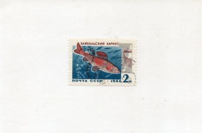 Лот: 9867448. Фото: 1. CCCР 1966 Фауна Рыбы Байкальский... Марки