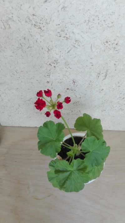 Лот: 11878447. Фото: 1. Пеларгония розоцветная сорт Bornholm... Горшечные растения и комнатные цветы