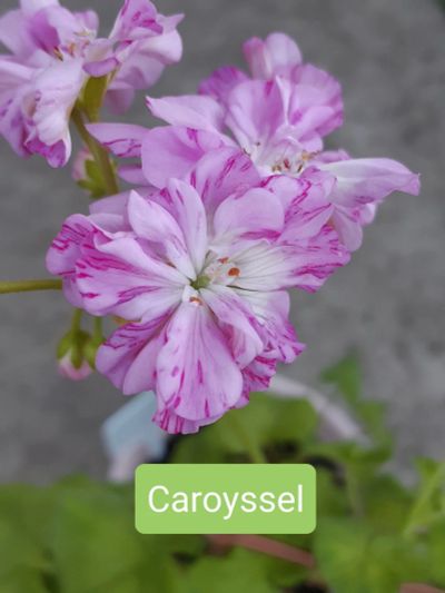 Лот: 17393645. Фото: 1. Пеларгония Carousel. Горшечные растения и комнатные цветы