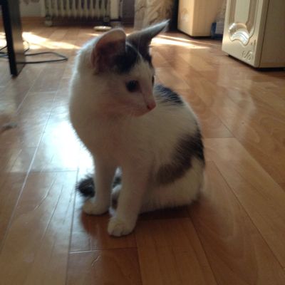 Лот: 11606575. Фото: 1. Котенок. Кошки, котята