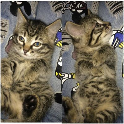 Лот: 6474494. Фото: 1. Отдам котёнка. Кошки, котята