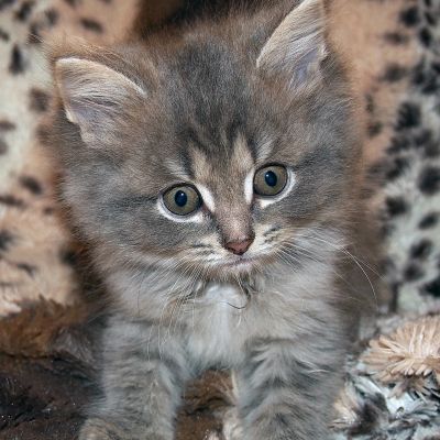 Лот: 11692237. Фото: 1. котёнок. Кошки, котята