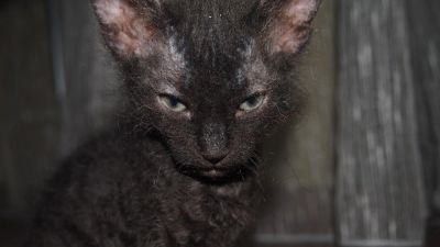 Лот: 7773245. Фото: 1. Девочка сфинкс браш. Кошки, котята
