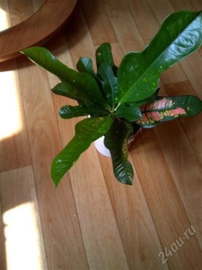 Лот: 2838153. Фото: 1. Кротон _. Горшечные растения и комнатные цветы