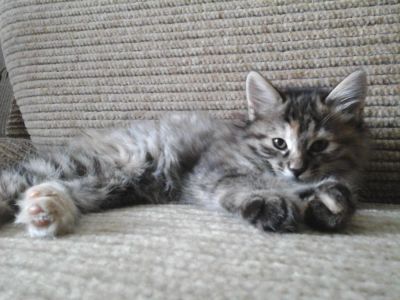 Лот: 8582004. Фото: 1. Котята курильского бобтейла. Кошки, котята